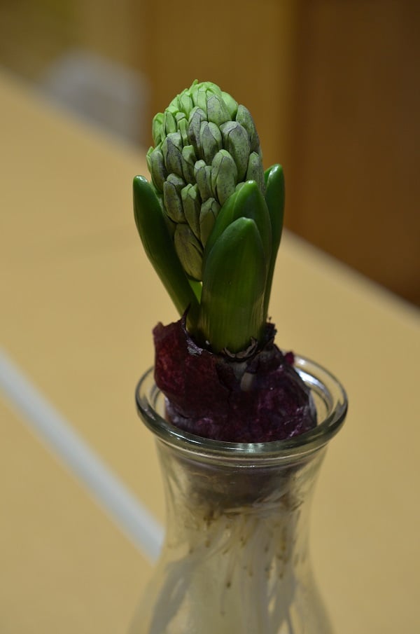 今回はいくつもの種類のヒヤシンスを混在させているので、花が咲く時期が早い品種・遅い品種がある中、早いものは蕾が動き始めました。