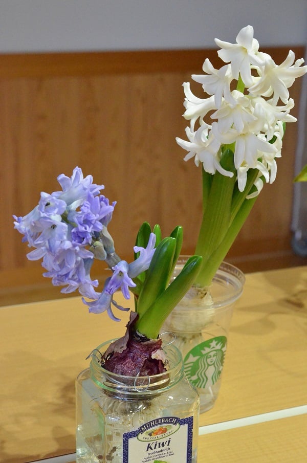 ちなみに、バランスが悪く気付いたら傾いていた球根もありました。傾いた状態で花茎が上がってきてしまうと曲がってしまい、球根をまっすぐに戻そうにも戻らなくなってしまいました。こんな場合は潔くヒヤシンスを切り花にして楽しんでも良いかもしれませんね。