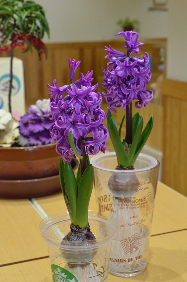 なんと1つ目の蕾の花が折れてしまうというハプニングがありました…何が起こるかわからないものです。こちらはその後に咲いてきたヒヤシンスです。無事に咲いてくれて感動！玄関中に素敵なヒヤシンスの香りが漂います。