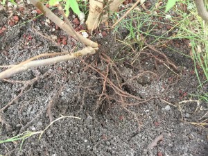 スコップが使えないので地道に指で土を掻きだす。根は細めだが長く、横に広がっている。