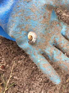 体長４ｃｍくらいだった。