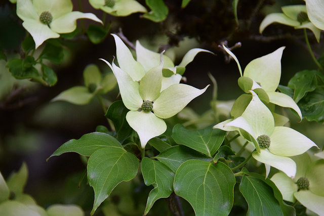 白い花が咲く草花や庭木を教えて 育ててみたい種８選 Lovegreen ラブグリーン
