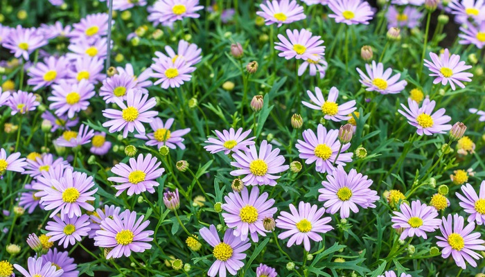 10月16日の誕生花 シオン 紫苑 Lovegreen ラブグリーン