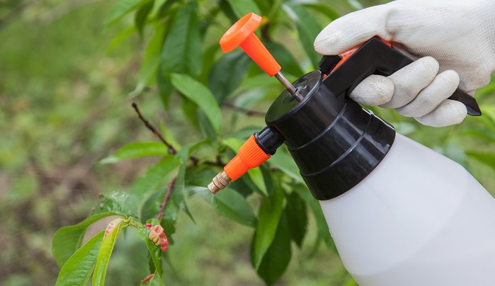 Spraying of peach fruit tree which sick leaf curl (Taphrina deformans) by fungicides