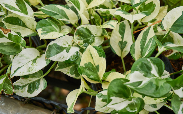 人気の観葉植物 ポトス がもたらす素敵なコト Lovegreen ラブグリーン
