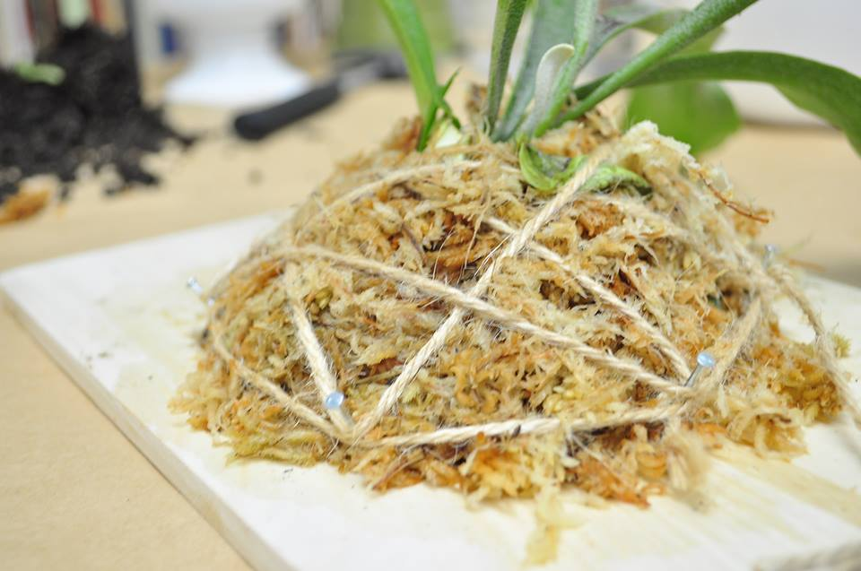 水苔が落ちず、しっかり包まれてているか確認しましょう。