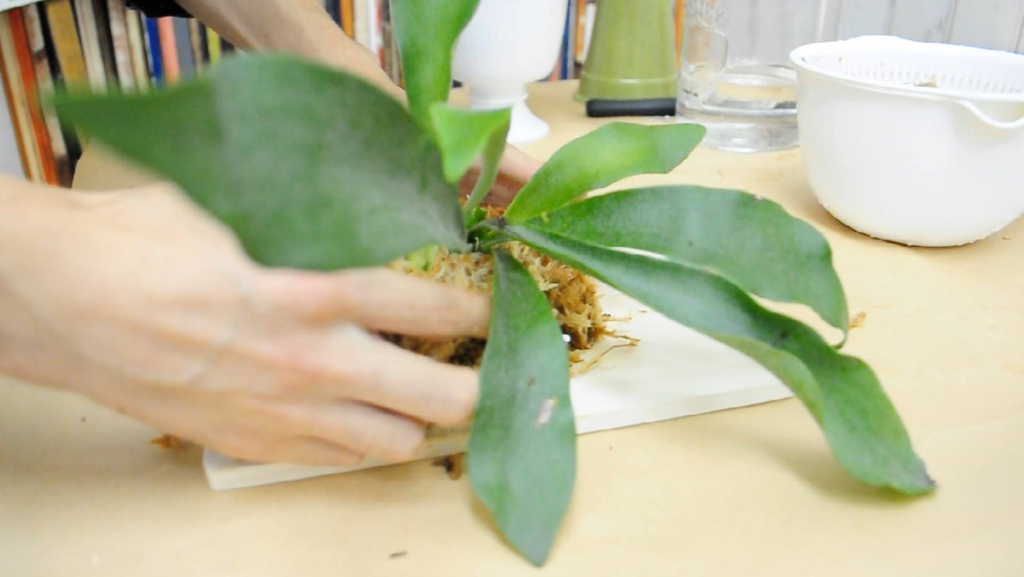 そしたら先ほどのビカクシダを真ん中に置いて、水苔を周りに包んでいきます。水苔を軽く絞って巻いていきましょう。