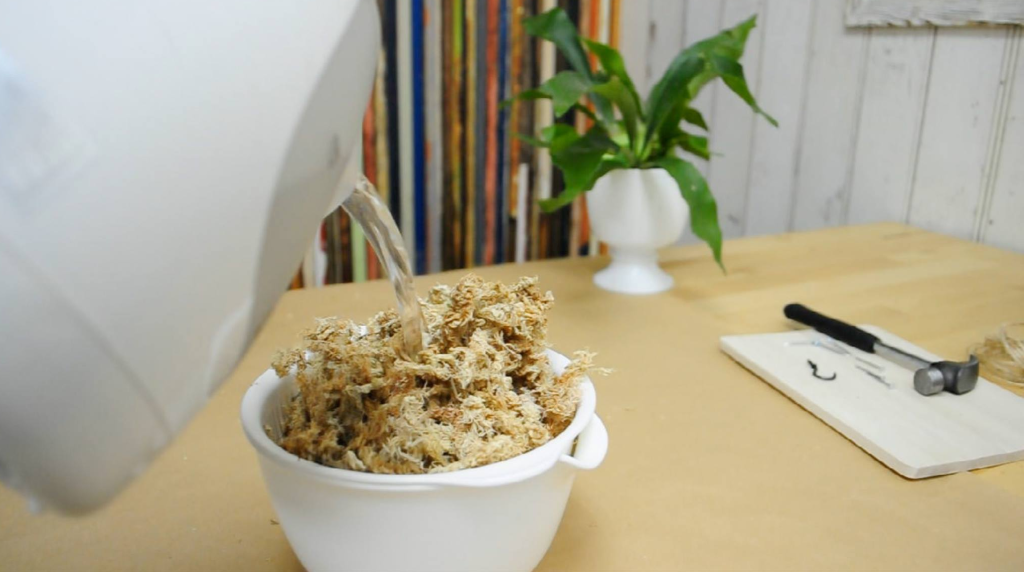 ビカクシダを板に張り付けるため、保水性のある水苔を使用します。  水苔は乾燥した状態で売っているので、水に浸してふやかします。この時に、沸騰したらお湯で水苔をふやかすと水苔が殺菌します。10～20分ほど浸しておきましょう。