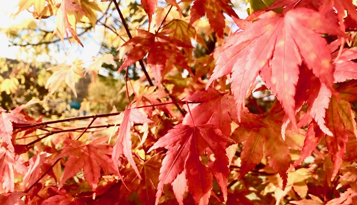 きれいな日本語 季語を知ろう 秋の季語にはなにがある Lovegreen ラブグリーン