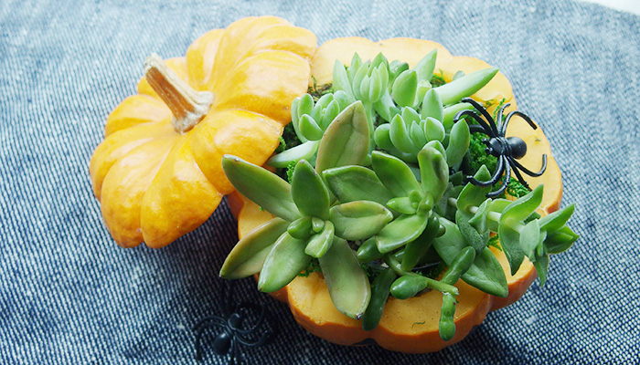 ハロウィンかぼちゃで多肉植物の寄せ植えしよう 作り方とアイデア Lovegreen ラブグリーン