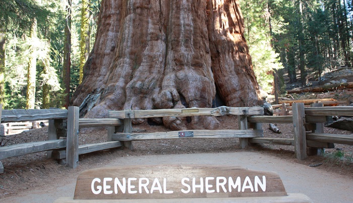 世界で一番大きい木。それは、つまり縦も横も含めた体積の大きい木のことをさします。 アメリカ・セコイア国立公園にそびえ立つシャーマン将軍の木と名づけられたその木は、ジャイアント・セコイア（セコイアオスギ）という木で、樹齢はおよそ2200年といわれています。今回は、世界一大きい樹木といわれるシャーマン将軍の木についてご紹介します。