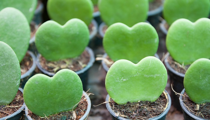 暗めのお部屋にすすめたい 耐陰性抜群の観葉植物 ホヤ Lovegreen ラブグリーン