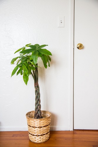浴室の環境に向いている観葉植物10選 Lovegreen ラブグリーン