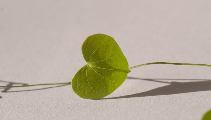 バレンタインデー前にお部屋に連れて帰りたいハートの形をした葉っぱのある植物 Lovegreen ラブグリーン