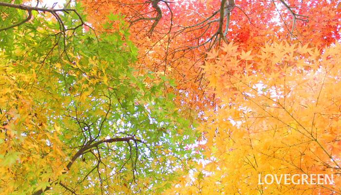 紅葉が世界一美しい国 日本 その奇跡的な理由とは Lovegreen ラブグリーン