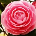 椿と山茶花の違いと見分け方をご紹介【写真付き】