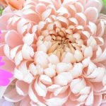 12月1日の誕生花と花言葉｜菊
