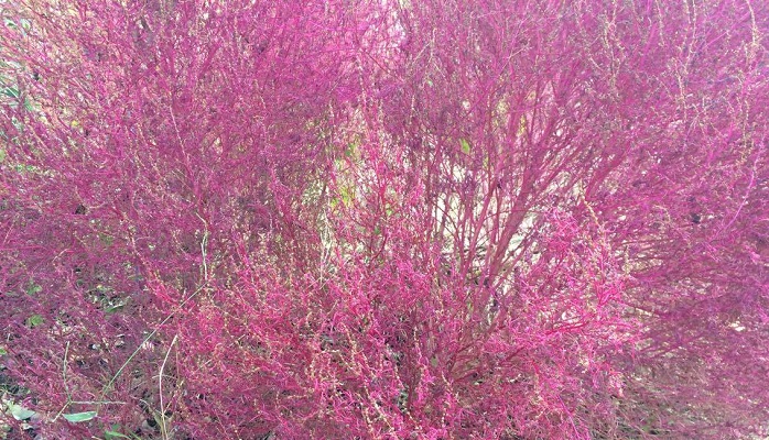 コキアは別名、ほうき草とも呼ばれています。  コキアの花言葉は、“夫婦円満”“恵まれた生活”“あなたにすべて打ち明けます”です。コキアは観賞以外に、種を食用として利用したり、ほうきを作れることができ、生活面に役立ちそうですね！  紅葉の色は、ピンクに見えたり赤く見えたり、とても魅力的な色をしています。