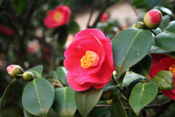 椿(ツバキ)の花言葉｜種類、特徴、色別の椿(ツバキ)の花言葉 ...