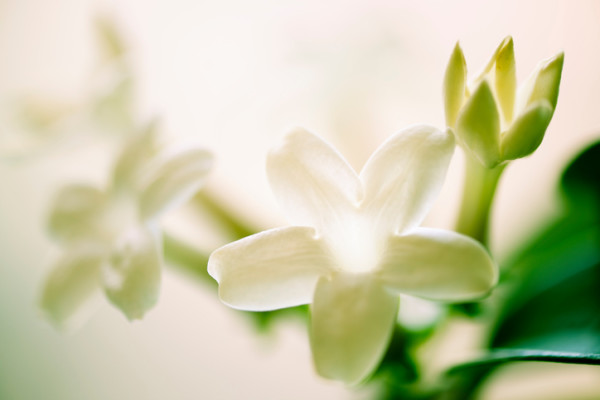 ジャスミン 茉莉花 の花言葉 種類 特徴 色別の花言葉 Lovegreen ラブグリーン