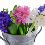 ヒヤシンスは鉢ものとしても切り花としても人気の球根花です。香りもとっても良いので、一輪飾ると部屋がほんのり春の香りになります。今回はヒヤシンスの生け方のポイントをご紹介します。