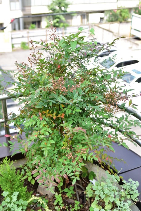 良い風を取り入れる玄関 おすすめの植物5選 Lovegreen ラブグリーン