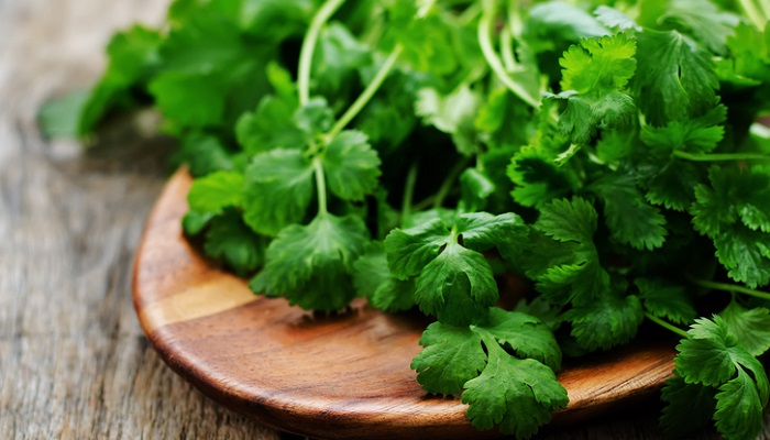 coriander on a dark wood background. tinting. selective focus