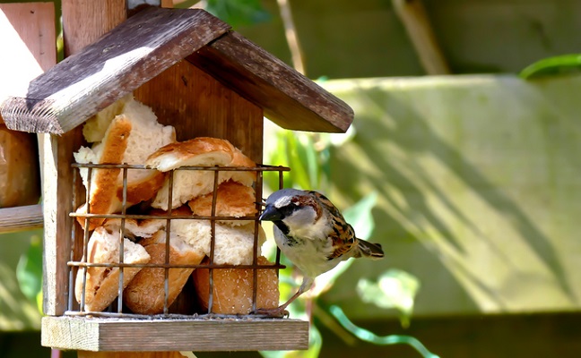 パン祭りなバードハウスに集まる小鳥。