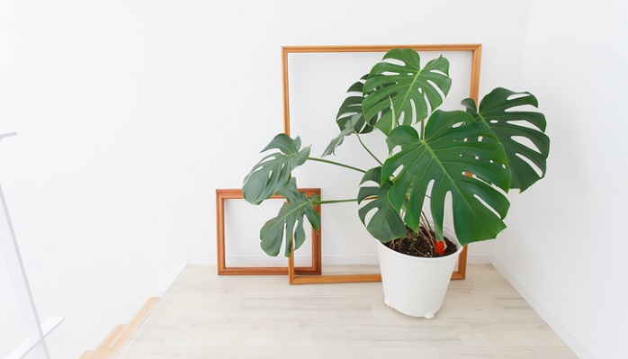 Potted and a frame that is placed in the room