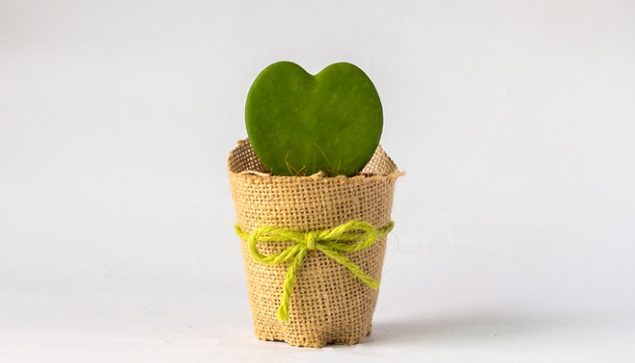 Single Heart Like Cactus Flowerpot with Copy Space in Heart to input Text Decorated with Brown Sack and Green Bow on White Background