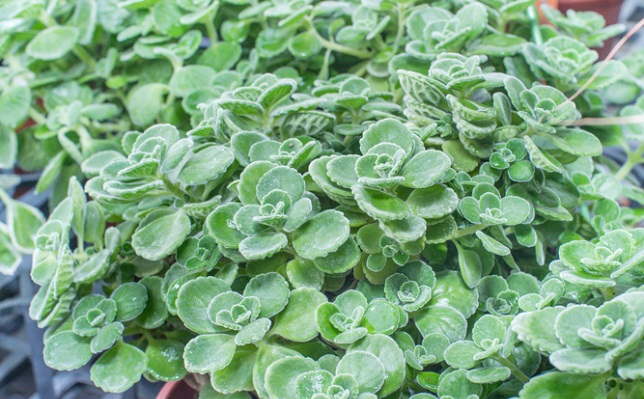食べられる多肉植物 アロマティカス の活用法 Lovegreen ラブグリーン