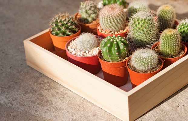 Natural Cactus plant in wood box on concrete floor with sunlight, Selective and soft focus.