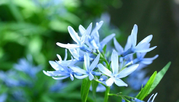 季節の庭仕事 淡いブルーの星型の花 丁字草の剪定 Lovegreen ラブグリーン
