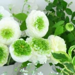ラナンキュラスの生け方、長持ちさせるコツ｜春の切り花