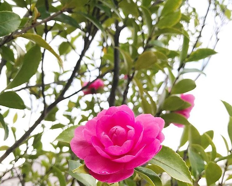 椿 ツバキ と山茶花 サザンカ を見分ける方法をご紹介 Lovegreen ラブグリーン