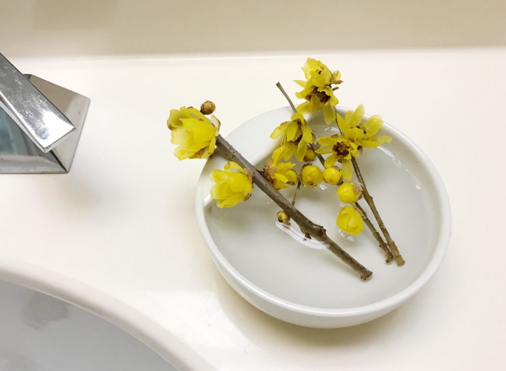 蝋梅（ロウバイ）は、とてもよい香りがするのでトイレや洗面所、玄関に飾って春の香りを楽しむのがおすすめ！