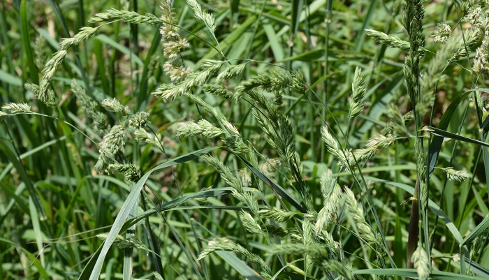 オーチャードグラスとも呼ばれていて牧草としても使われているカモガヤもイネ科の代表的な植物です。早朝に花粉を飛散します。