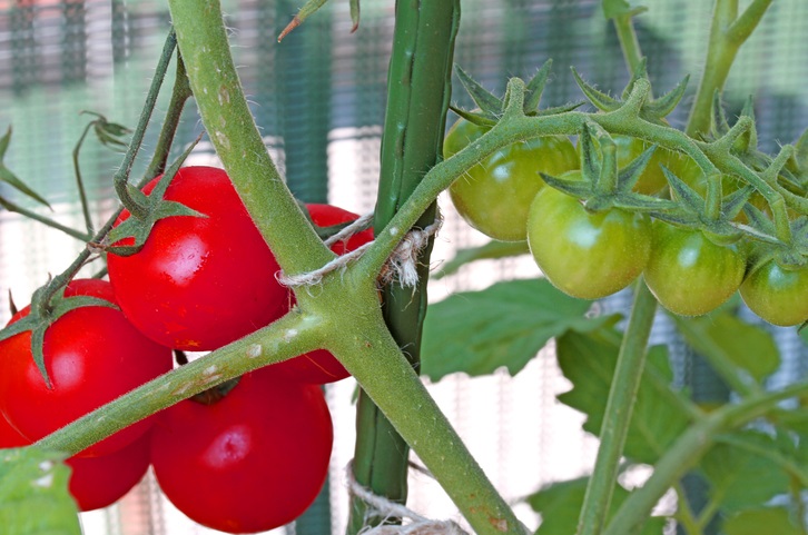 red ripe tomatoes and Green Tomato unripe in the plant