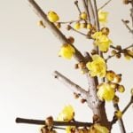 蝋梅（ロウバイ）の花言葉や生け方、育て方などご紹介