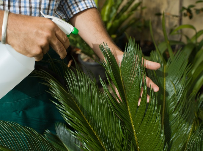 Person spraying plant with bottle