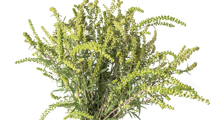 こんなに種類が 花粉症を引き起こす可能性のある植物たちの姿とは Lovegreen ラブグリーン