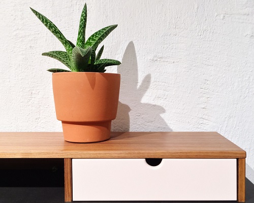 Detail of modern interior with sansevieria plant in a clay pot.
