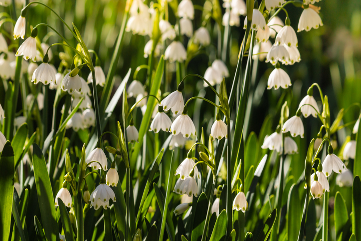 ＊ヒガンバナ科スノーフレーク属 ＊Leucojum aestivum ＊別名：鈴蘭水仙・大待雪草  スノーフレークの学名の「Leucojum」はギリシア語で「白いスミレ」を意味しスミレのような芳香を放つ事に因みます。スノーフレークは、3月～5月頃、春本番ともいえる時期に花を咲かせます。