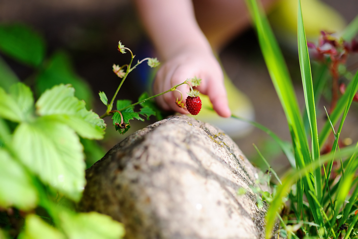 Close up photo of little child hand picking sweet wild strawberry