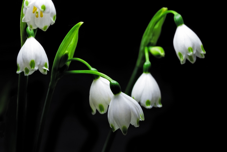 スノードロップは神聖さを思わせる花姿ですが、スノーフレークの花は鈴蘭に似て丸っこく、花びらの先はフリルのようなかわいらしさ。釣鐘状の花がスズラン、細長い葉がスイセンのようだから鈴蘭水仙とも言われています。白い花弁の縁に緑の水玉のような斑点が入り愛らしいですね。