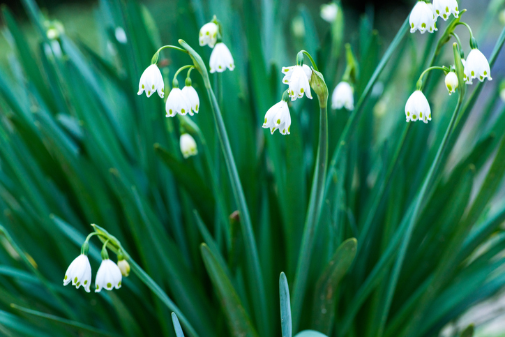 花の容姿・草丈 スノードロップは花は白で、3枚ずつの離れた長い外花被と短い内花被を持つ六弁花です。いくつかの種では内花被に緑色の斑点があるものもあります。草丈は10～20cmと低めで、地面近くに花を咲かせます。  スノーフレークは1.5cm程度の白いスズランのような釣鐘型の花を咲かせます。花びらの先は6枚に別れ、緑の斑点が入ります。草丈は30～40cmと背が高めです。    スノードロップとスノーフレーク、見分けられそうでしょうか？スノードロップにはスノードロップの良さが、スノーフレークにはスノーフレークの良さがありますよね。  どちらも春を告げる花として昔から親しまれていましたので、みつけたら春の芽吹きを感じてみてくださいね。