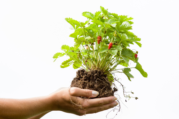 Hands holding beautiful bush of wild strawberry plant with ground and roots. Red ripe and green unripe wild strawberries with flowers. White background.