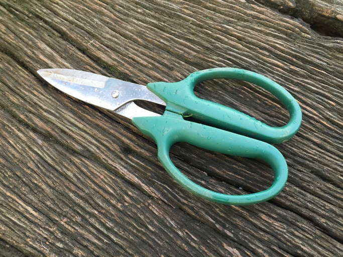 Green pruning shears on wooden background