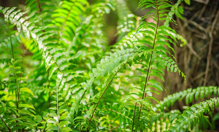 シダ植物の魅力 人気の観葉から日陰のグランドカバー向きの種類について Lovegreen ラブグリーン
