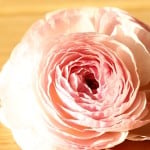 ラナンキュラス大解剖！ 花びらの数を調べてみました。